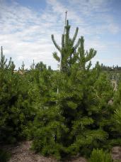 Lodgepole Pine